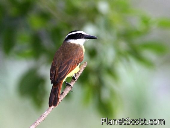 Great Kiskadee (Pitangus sulphuratus)
