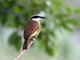Great Kiskadee (Pitangus sulphuratus)