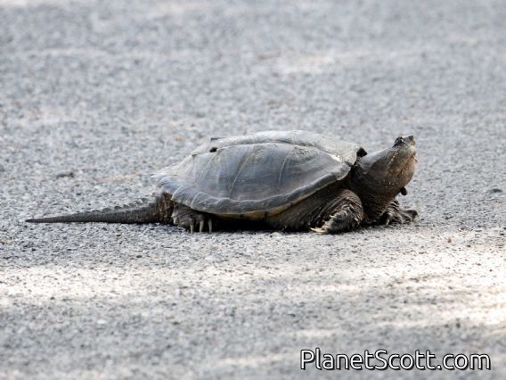Central-American Snapping Turtle (Chelydra rossignonii)