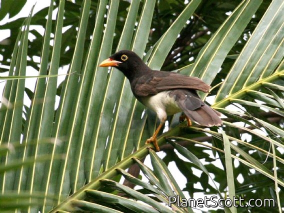 Brown Jay (Psilorhinus morio) Juvenile