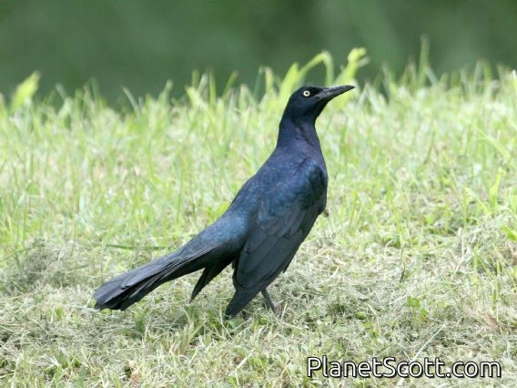 Great-tailed Grackle (Quiscalus mexicanus)