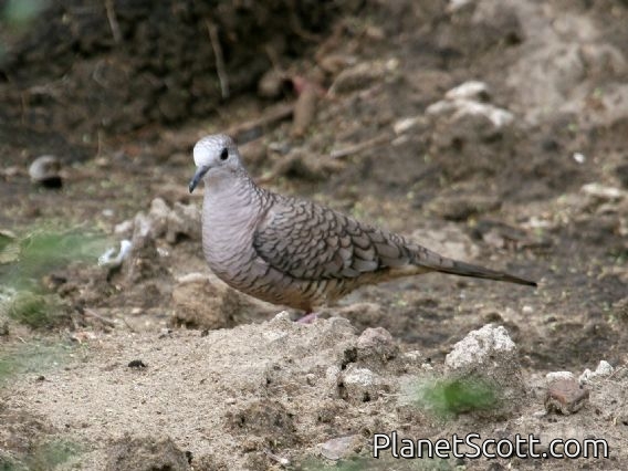 Inca Dove (Columbina inca)