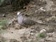 Inca Dove (Columbina inca)