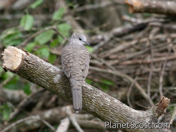 Inca Dove (Columbina inca)