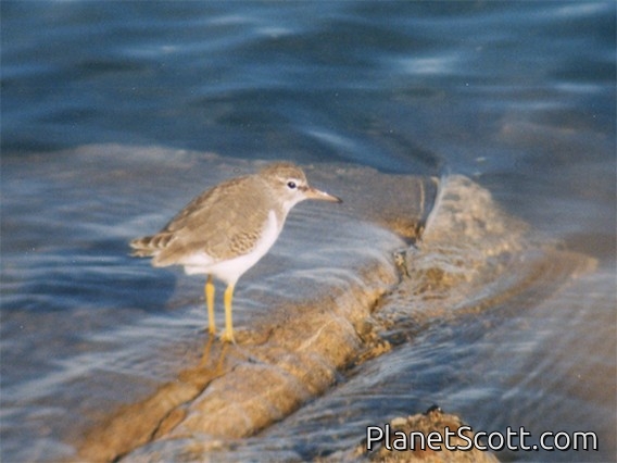 Spotted Sandpiper, San Francisco