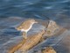 Spotted Sandpiper, San Francisco