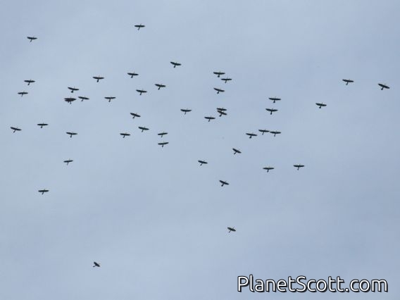 Anhinga (Anhinga anhinga) Flyover flock