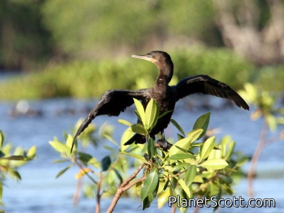 Neotropic Cormorant (Phalacrocorax brasilianus)