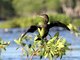 Neotropic Cormorant (Phalacrocorax brasilianus)