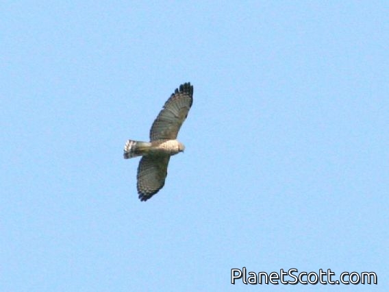 Gray Hawk (Buteo plagiatus)