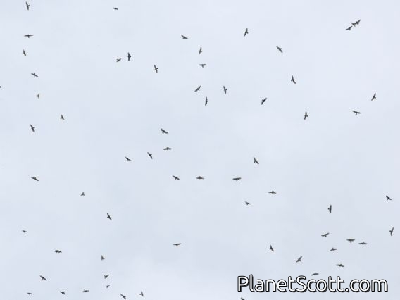 Broad-winged Hawk (Buteo platypterus) Migratory Flyover