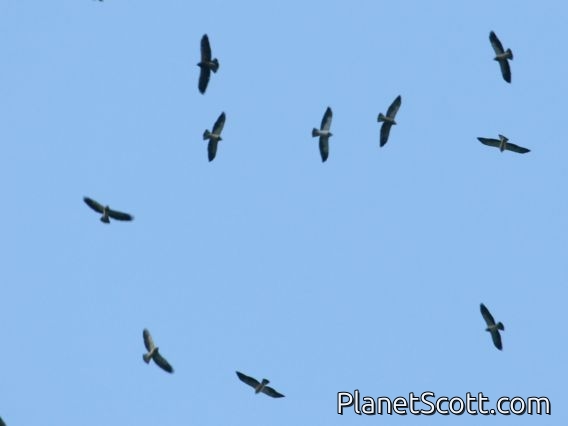 Swainson's Hawk (Buteo swainsoni) Migratory Flyover