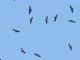 Swainsons Hawk (Buteo swainsoni) Migratory Flyover