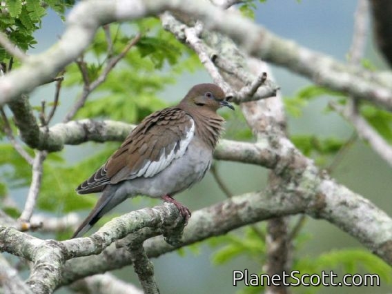 White-winged Dove (Zenaida asiatica)