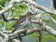White-winged Dove (Zenaida asiatica)