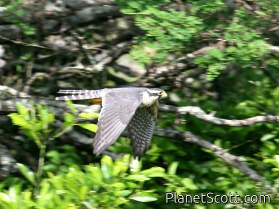 Aplomado Falcon (Falco femoralis)