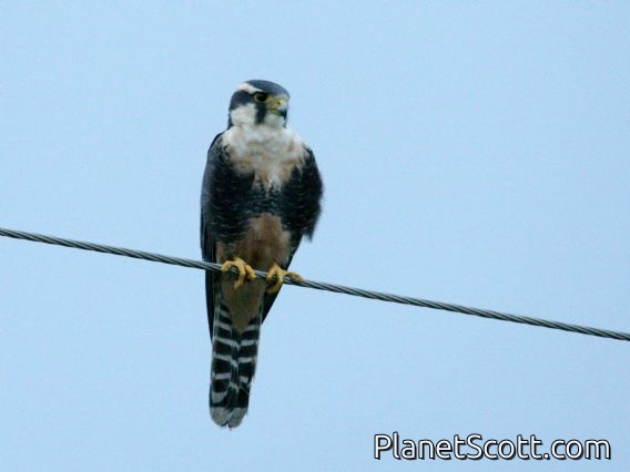 Aplomado Falcon (Falco femoralis)