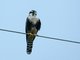 Aplomado Falcon (Falco femoralis)