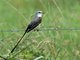 Scissor-tailed Flycatcher (Tyrannus forficatus)