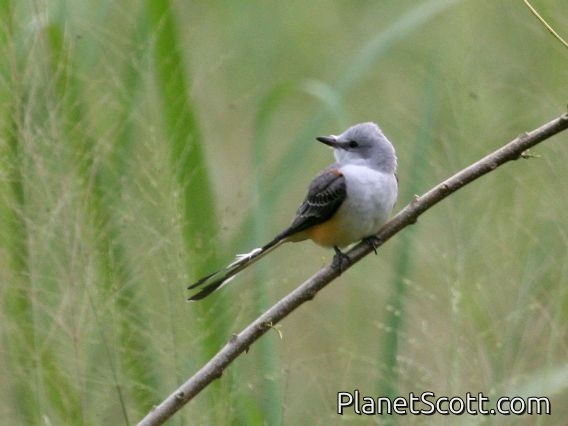 Scissor-tailed Flycatcher (Tyrannus forficatus)