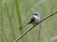 Scissor-tailed Flycatcher (Tyrannus forficatus)