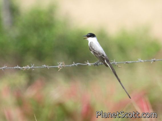 Fork-tailed Flycatcher (Tyrannus savana)