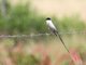 Fork-tailed Flycatcher (Tyrannus savana)