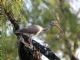 White Ibis (Eudocimus albus) 