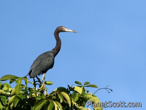 Little Blue Heron (Egretta caerulea)