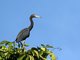 Little Blue Heron (Egretta caerulea)