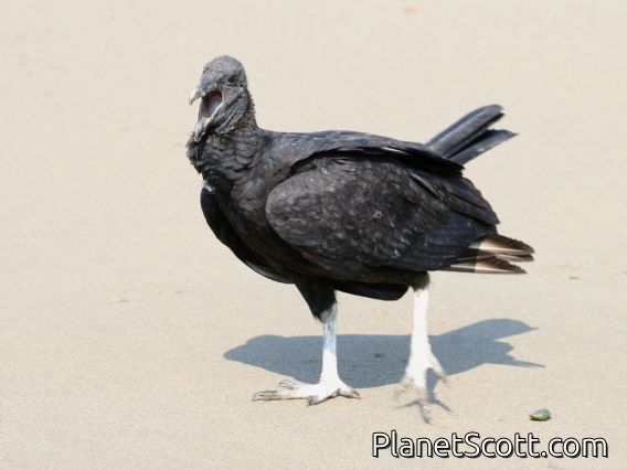 Black Vulture (Coragyps atratus)