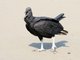 Black Vulture (Coragyps atratus)