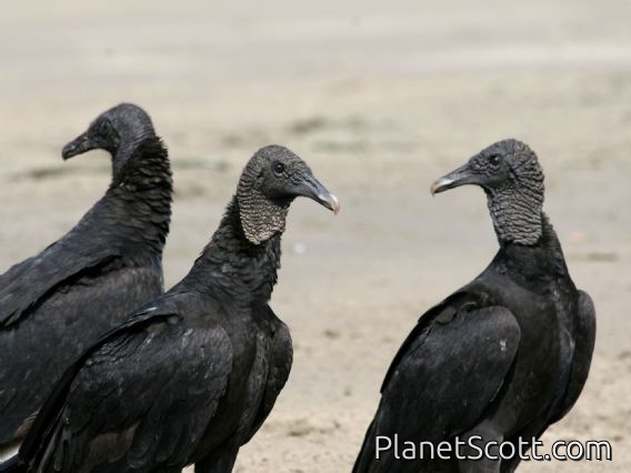 Black Vulture (Coragyps atratus)
