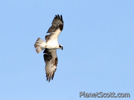 Osprey (Pandion haliaetus)