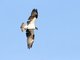 Osprey (Pandion haliaetus)