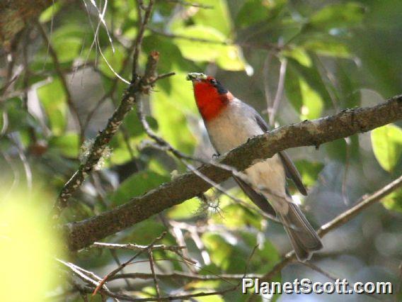 Red-faced Warbler (Cardellina rubrifrons)