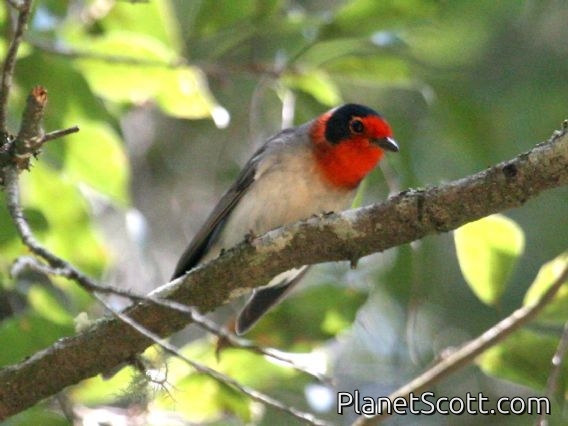 Red-faced Warbler (Cardellina rubrifrons)