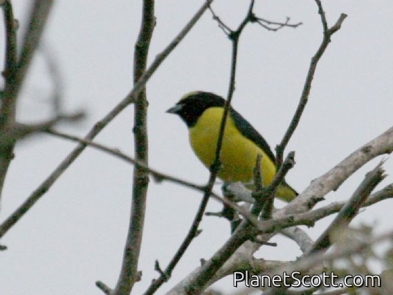 Scrub Euphonia (Euphonia affinis)