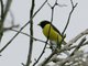 Scrub Euphonia (Euphonia affinis)