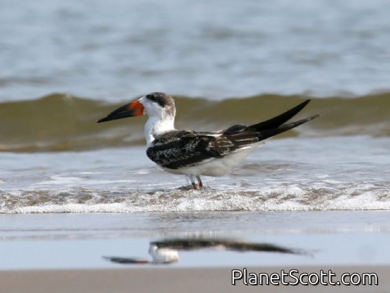 Black Skimmer (Rynchops niger)
