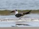 Black Skimmer (Rynchops niger) 
