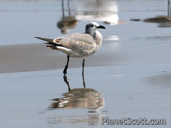 Laughing Gull (Larus atricilla) Nonbreeding