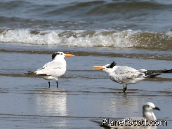 Royal Tern (Sterna maxima)