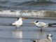 Royal Tern (Sterna maxima) 