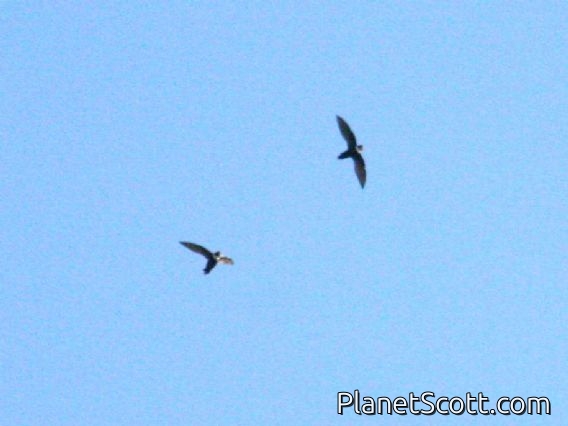 White-collared Swift (Streptoprocne zonaris)