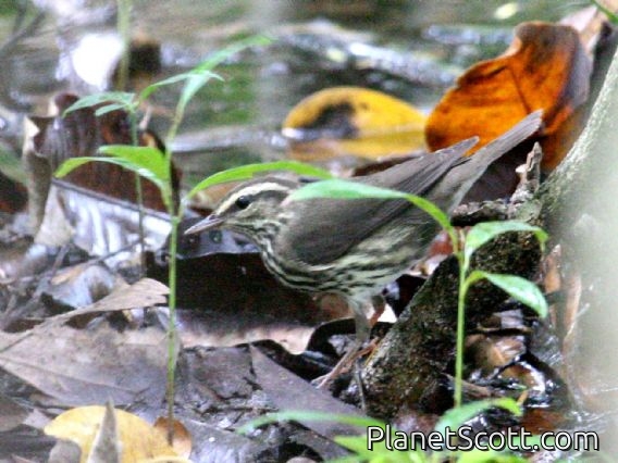 Northern Waterthrush (Seiurus noveboracensis)