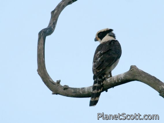 Laughing Falcon (Herpetotheres cachinnans)
