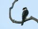 Laughing Falcon (Herpetotheres cachinnans) 