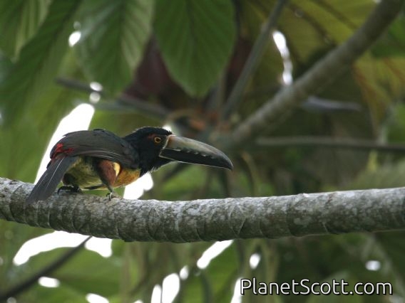 Collared Aracari (Pteroglossus torquatus)