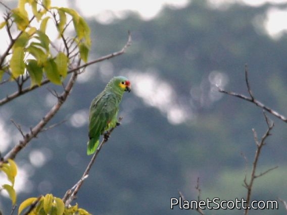 Red-lored Parrot (Amazona autumnalis)